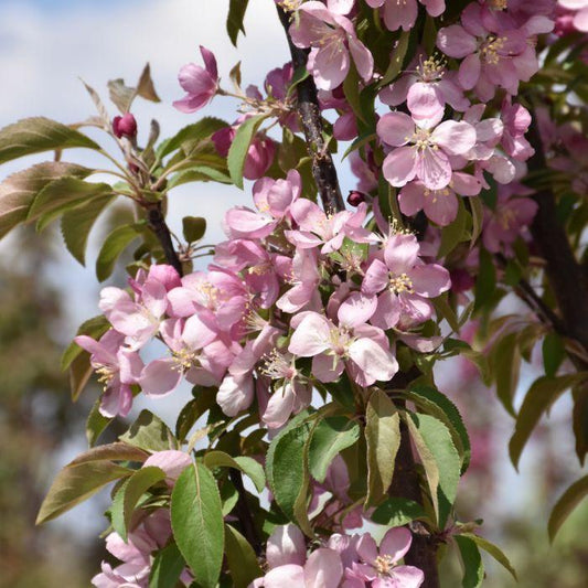 Malus 'emerald Spire' - View 12 from www redcrocus com