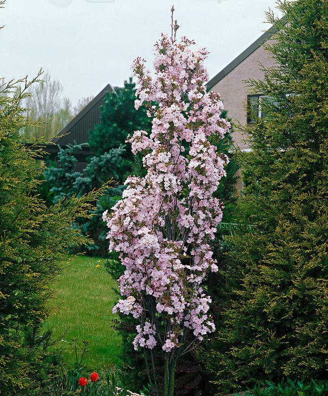 Malus 'emerald Spire' - View 14 from www redcrocus com