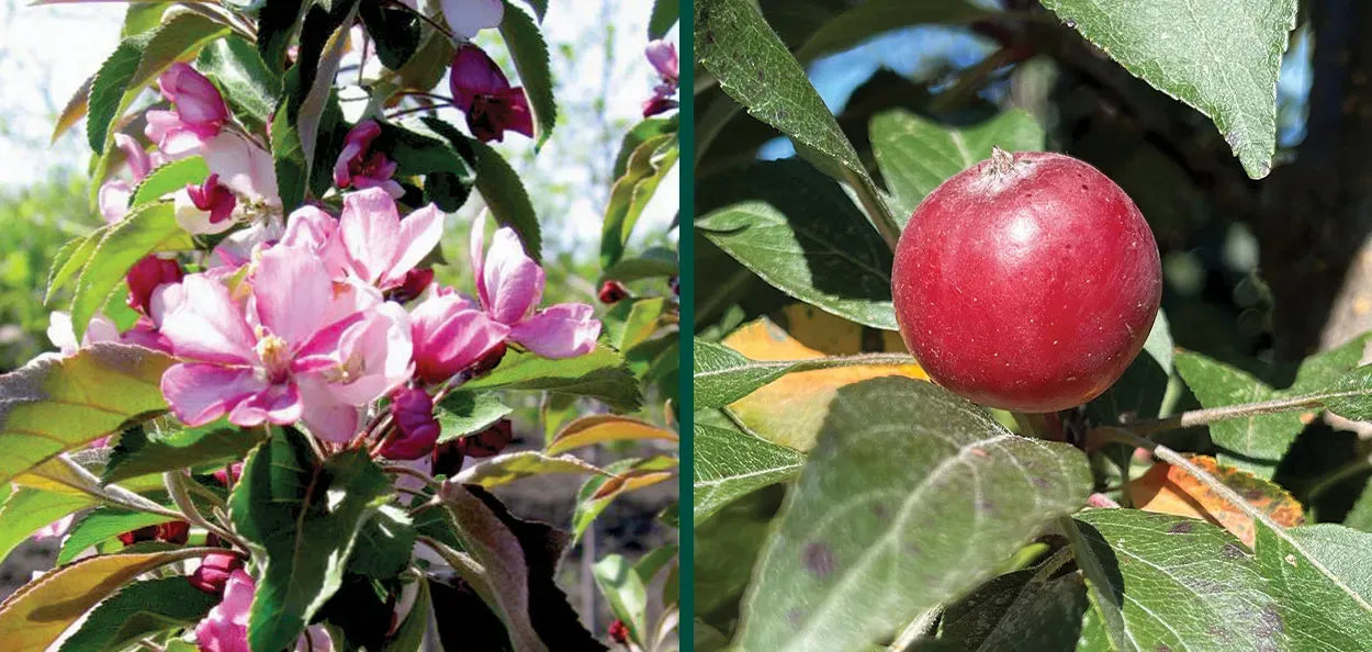 Malus 'emerald Spire' - View 16 from www redcrocus com