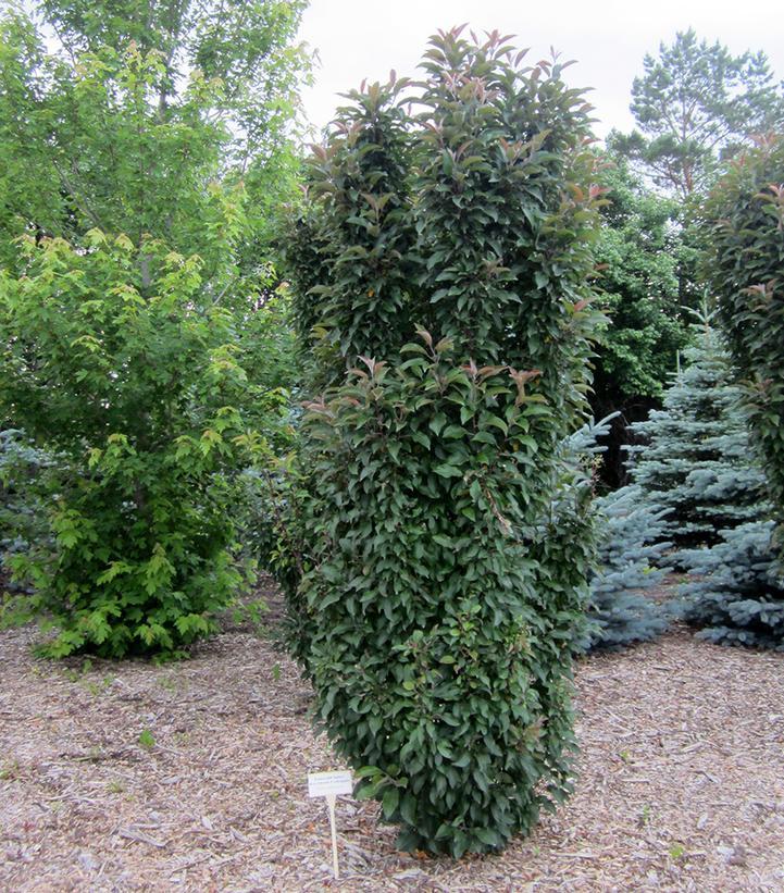 Malus 'emerald Spire' - View 18 from www redcrocus com