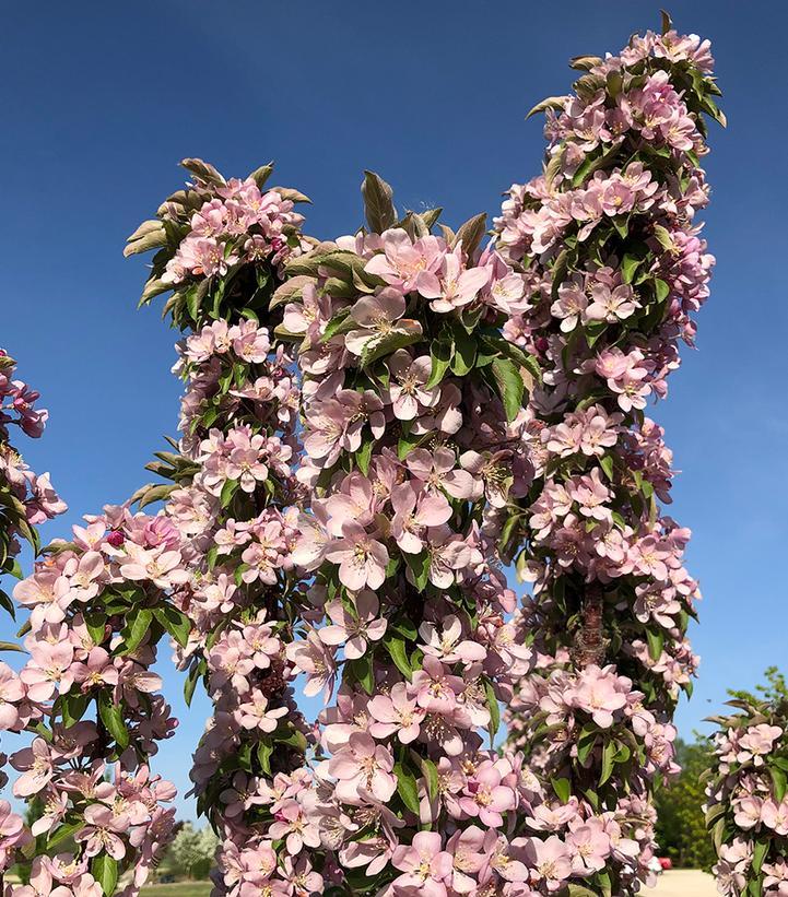 Malus 'emerald Spire' - View 1 from www redcrocus com