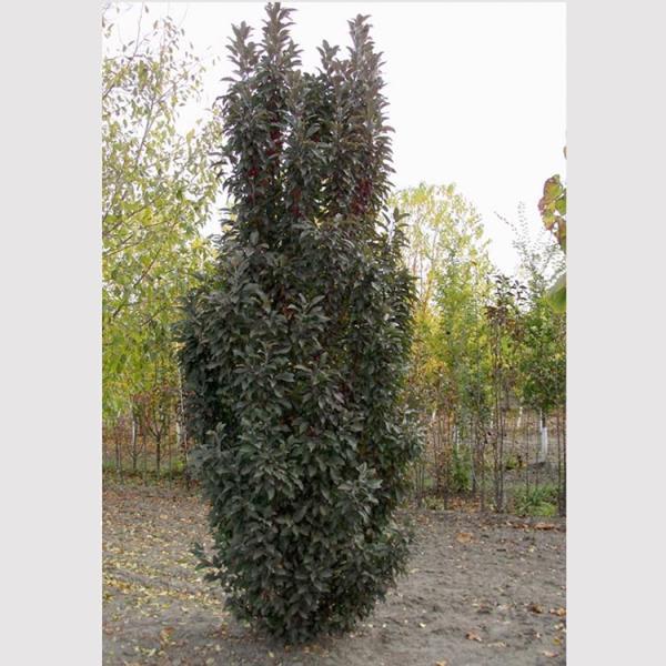 Malus 'emerald Spire' - View 20 from www redcrocus com