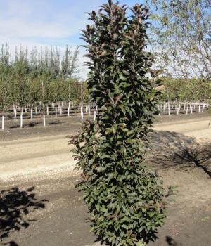 Malus 'emerald Spire' - View 27 from www redcrocus com
