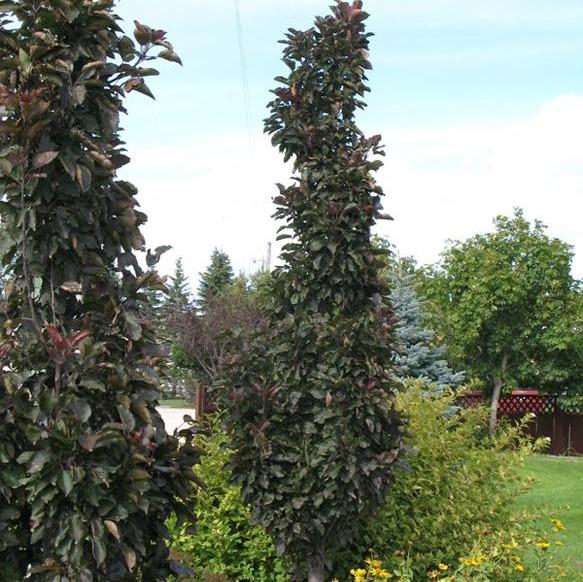 Malus 'emerald Spire' - View 33 from www redcrocus com