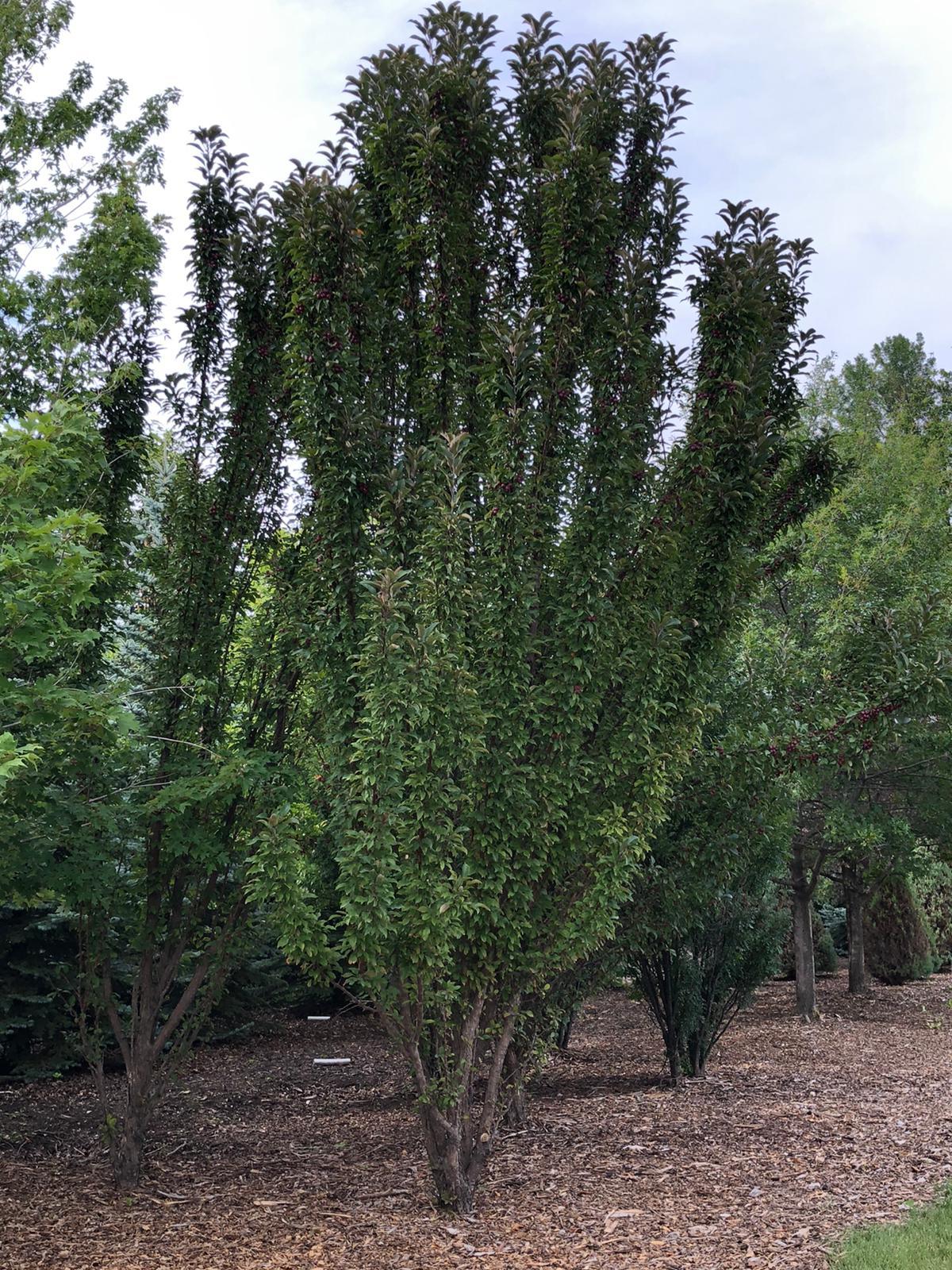 Malus 'emerald Spire' - View 5 from www redcrocus com