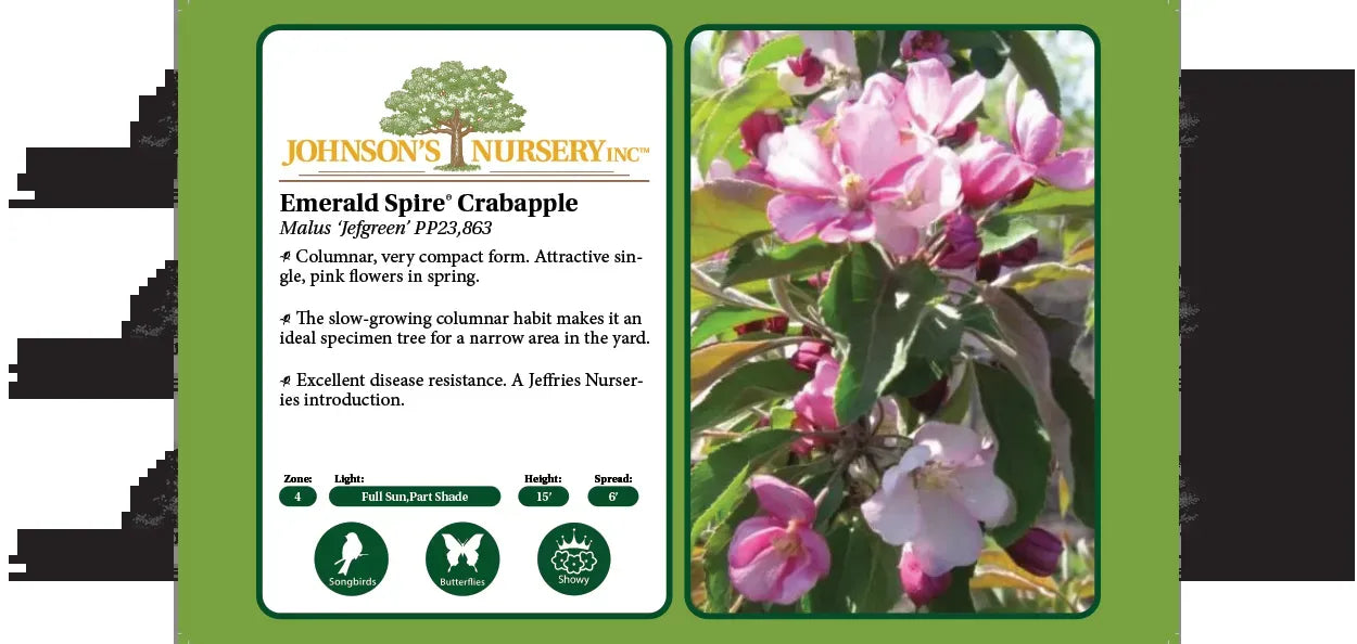 Malus 'emerald Spire' - View 8 from www redcrocus com
