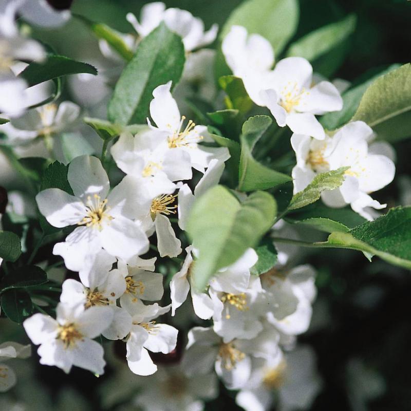 Malus Sargentii 'firebird' - View 10 from www redcrocus com