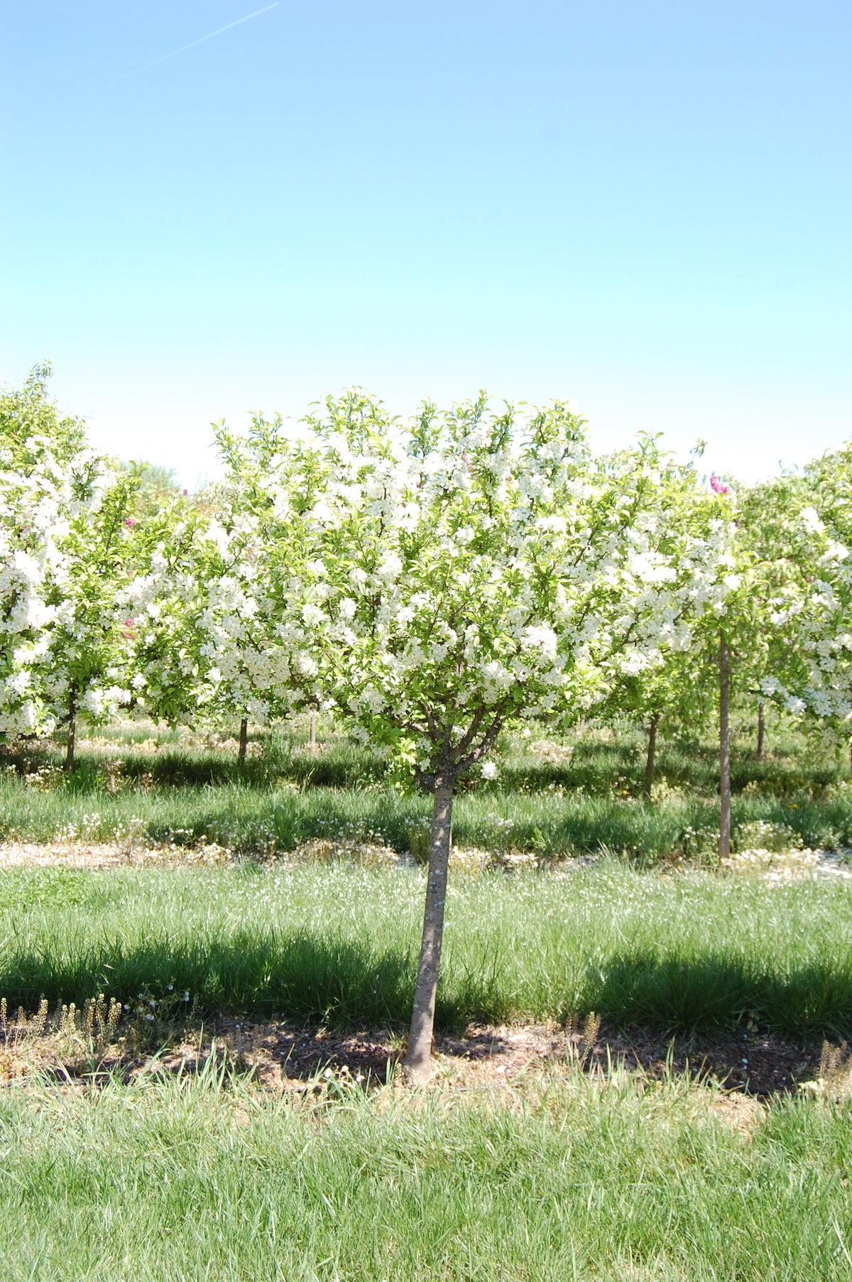 Malus Sargentii 'firebird' - View 12 from www redcrocus com