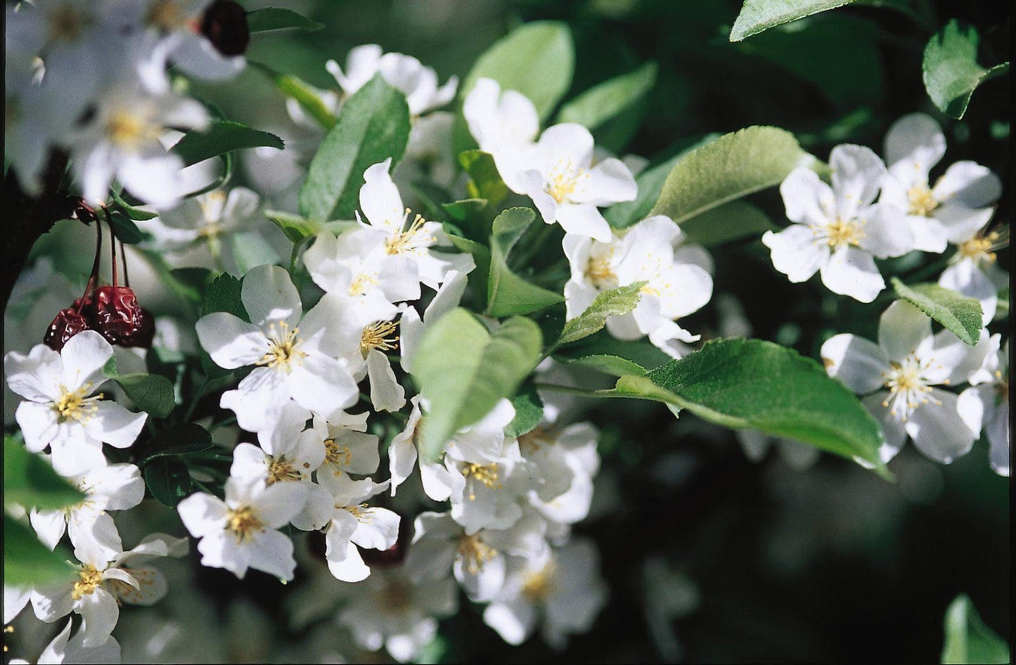 Malus Sargentii 'firebird' - View 18 from www redcrocus com