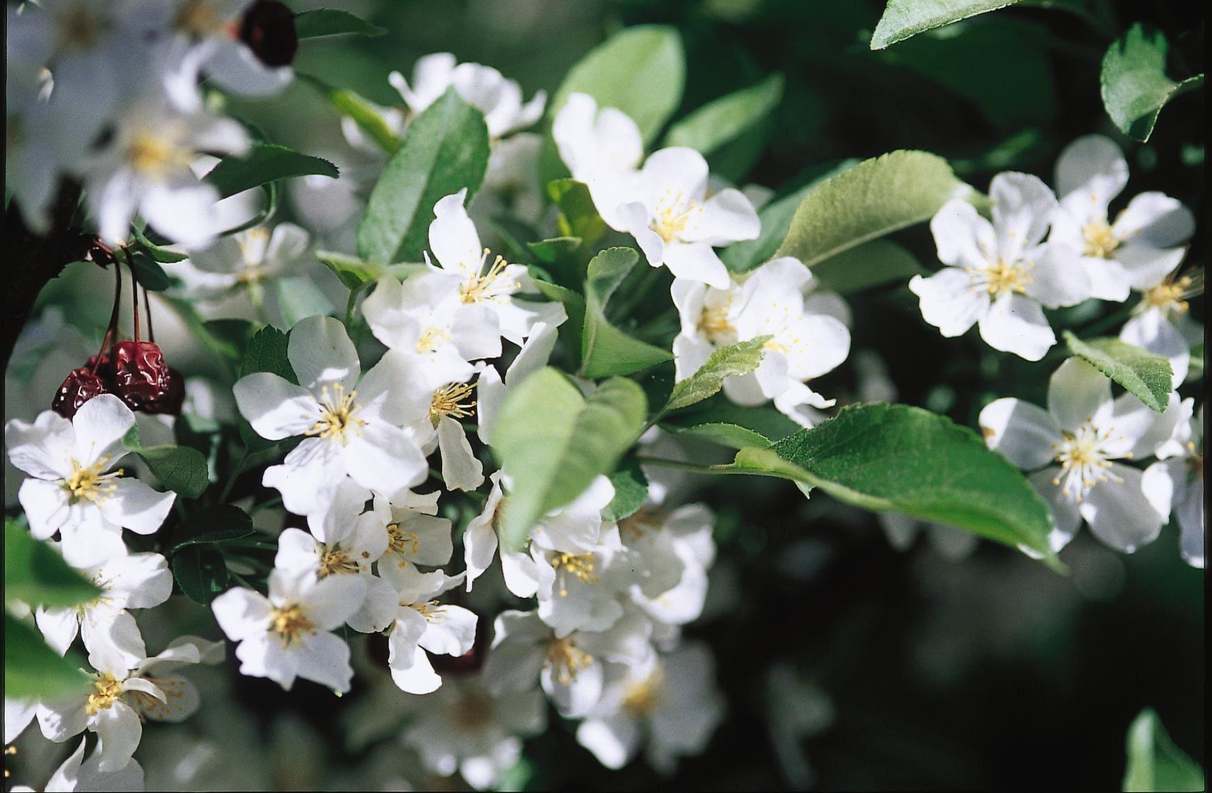 Malus Sargentii 'firebird' - View 18 from www redcrocus com