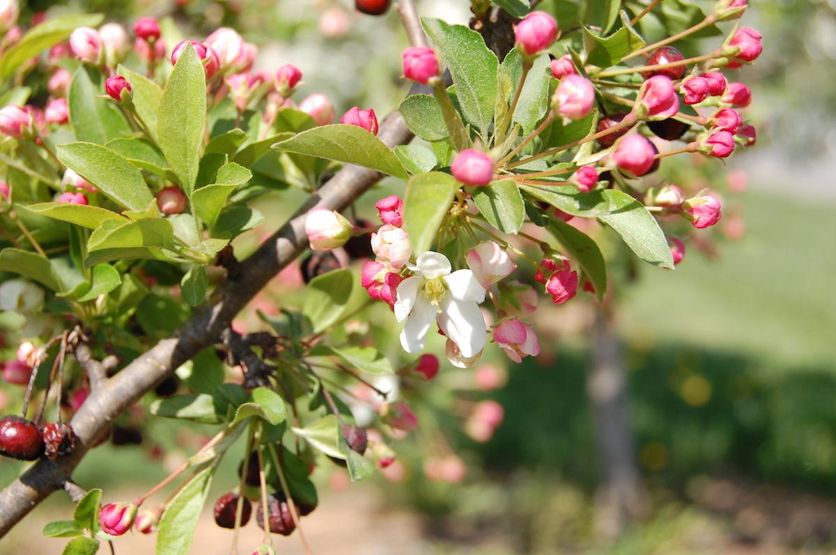 Malus Sargentii 'firebird' - View 19 from www redcrocus com