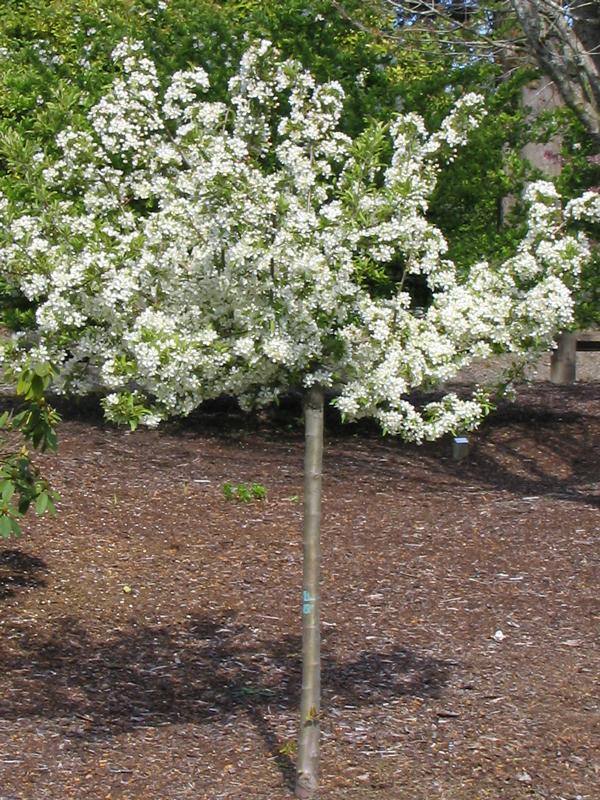 Malus Sargentii 'firebird' - View 1 from www redcrocus com