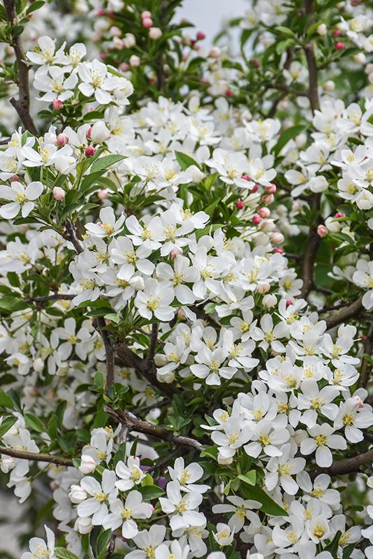 Malus Sargentii 'firebird' - View 22 from www redcrocus com