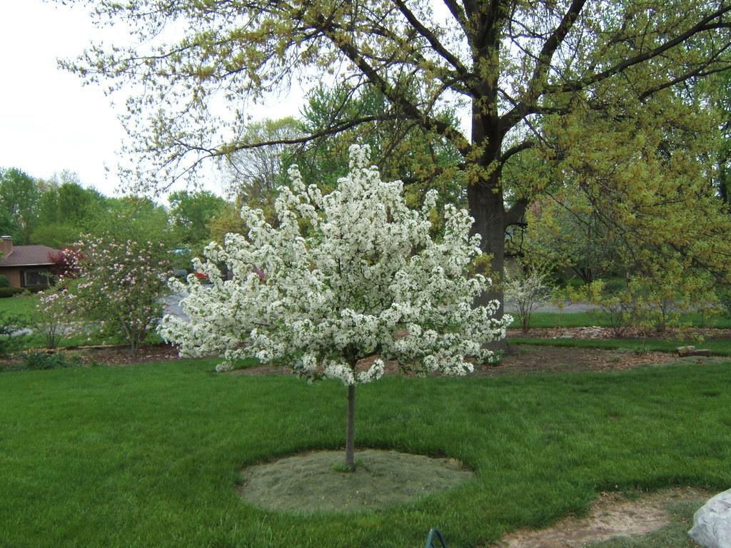 Malus Sargentii 'firebird' - View 24 from www redcrocus com