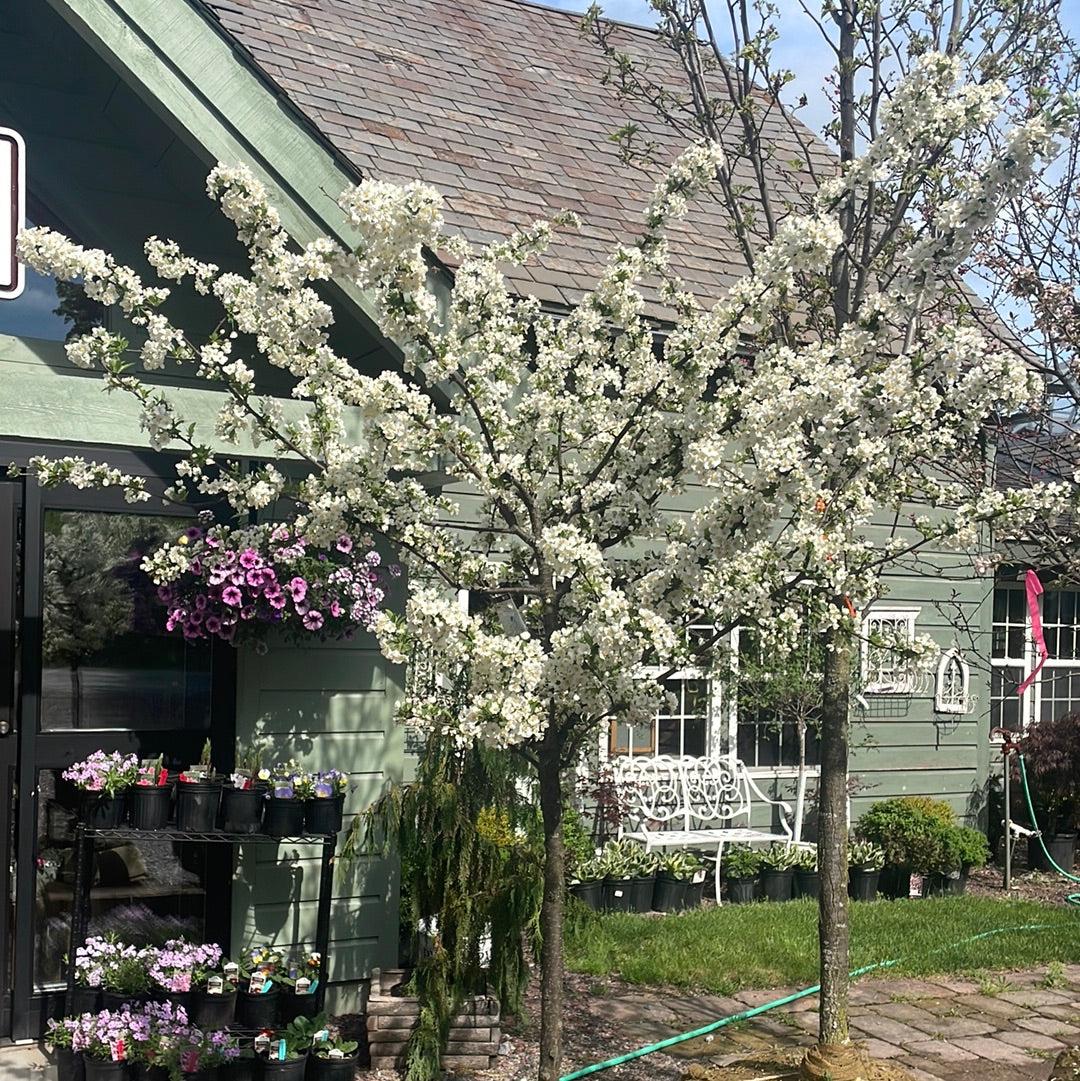 Malus Sargentii 'firebird' - View 25 from www redcrocus com