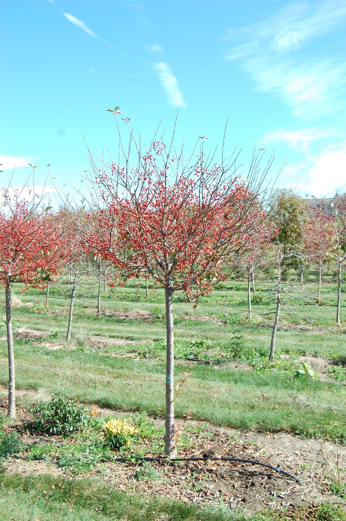 Malus Sargentii 'firebird' - View 27 from www redcrocus com