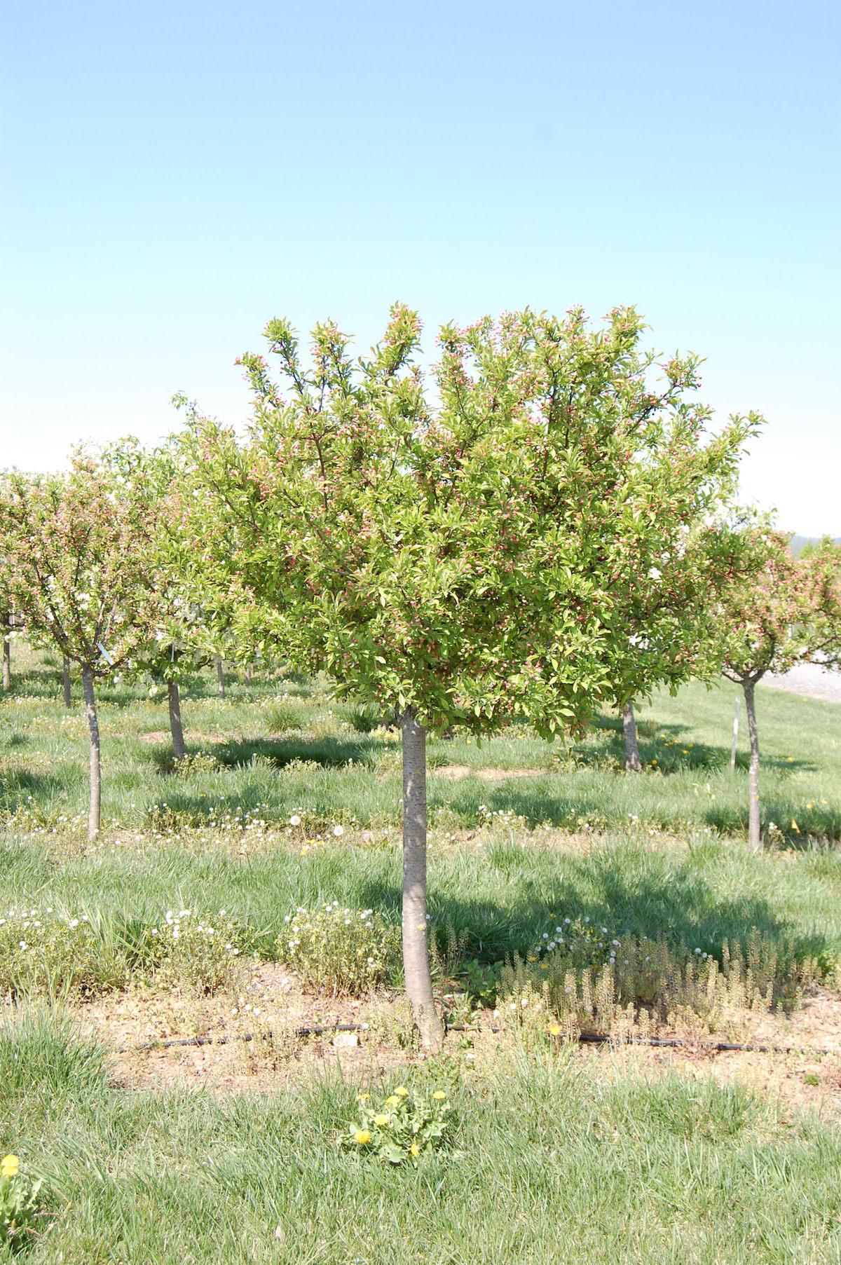 Malus Sargentii 'firebird' - View 28 from www redcrocus com