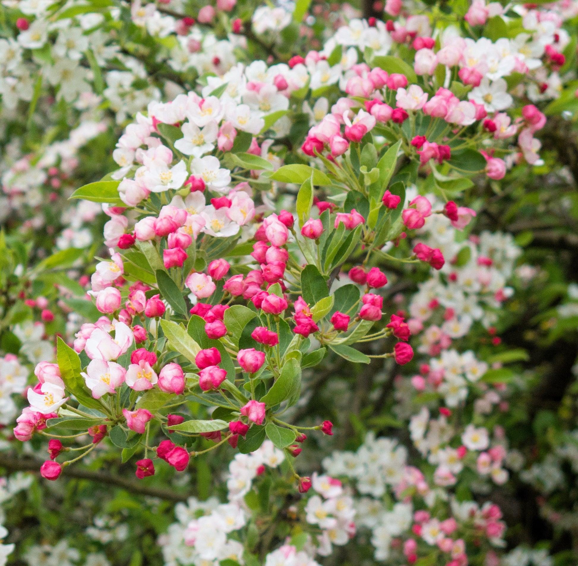Malus Sargentii 'firebird' - View 29 from www redcrocus com