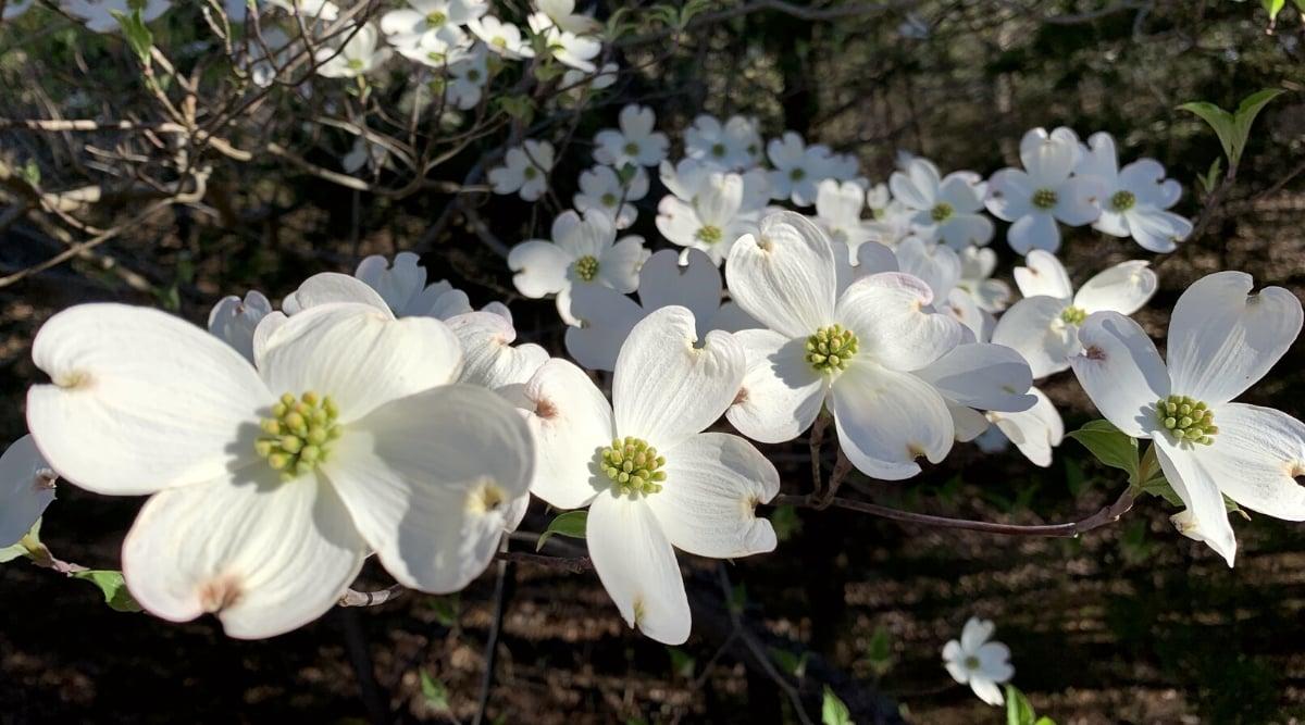 Cornus Florida 'rivendell Snowfall' Single Stem - View 11 from www redcrocus com