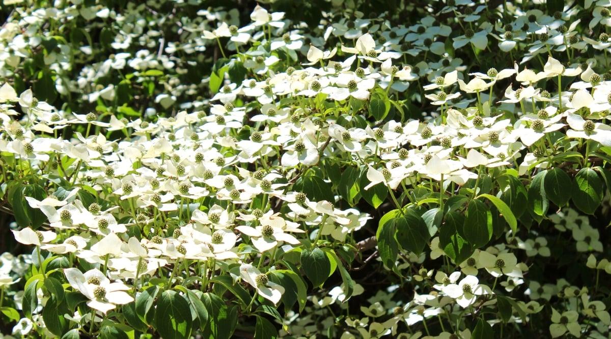 Cornus Florida 'rivendell Snowfall' Single Stem - View 13 from www redcrocus com