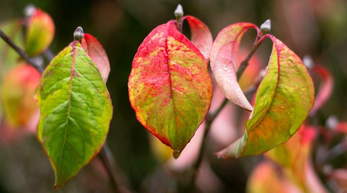 Cornus Florida 'rivendell Snowfall' Single Stem - View 2 from www redcrocus com