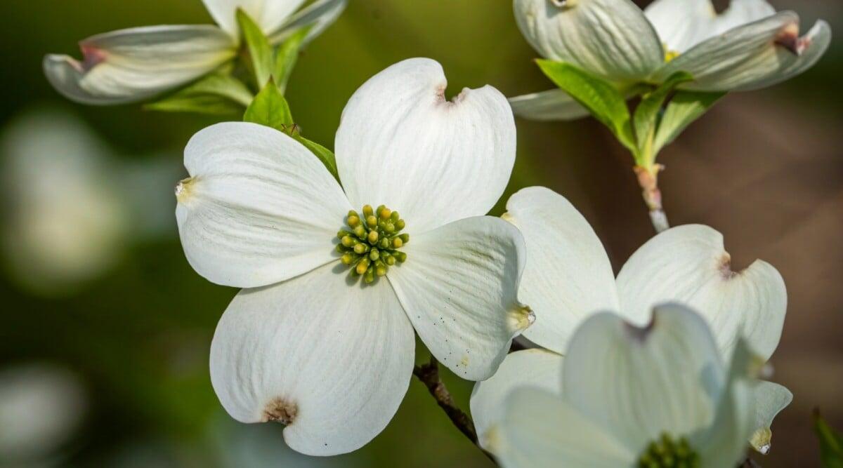 Cornus Florida 'rivendell Snowfall' Single Stem - View 7 from www redcrocus com