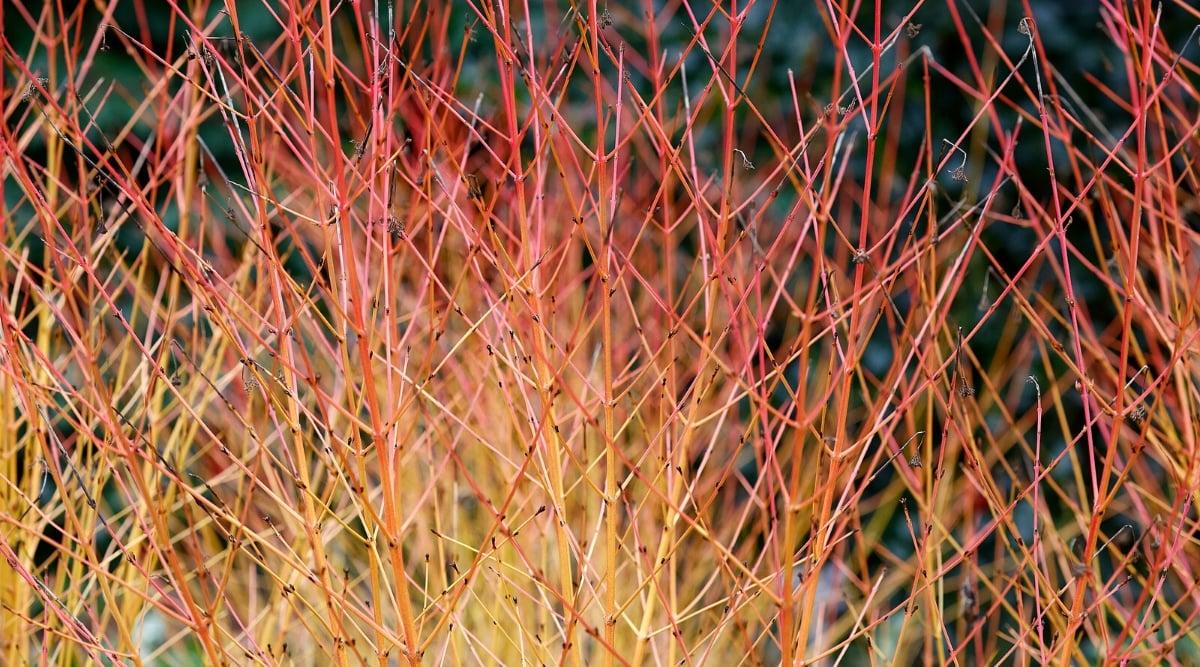 Cornus Florida 'rivendell Snowfall' Single Stem - View 10 from www redcrocus com