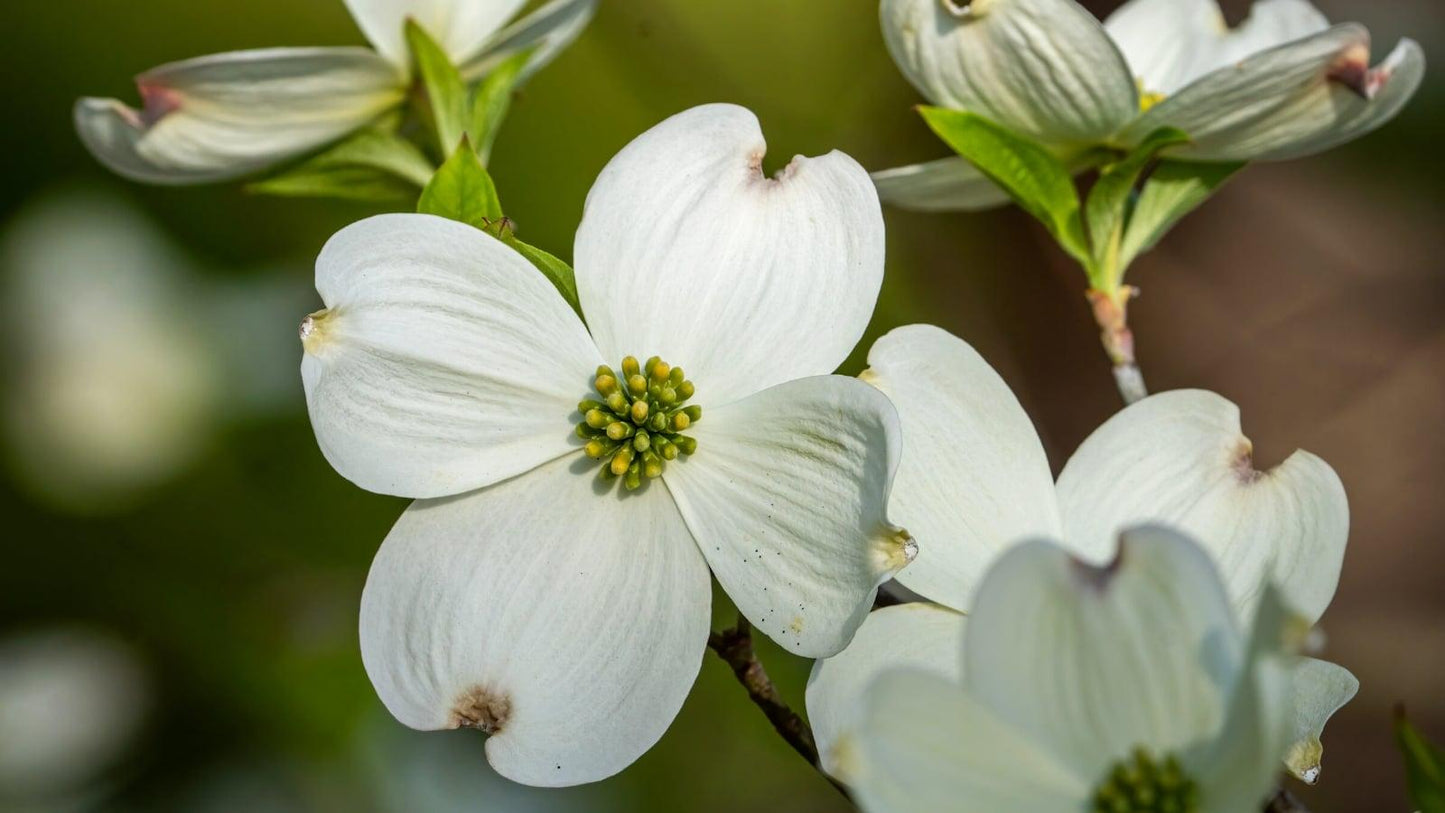 Cornus Florida 'rivendell Snowfall' Single Stem - View 12 from www redcrocus com