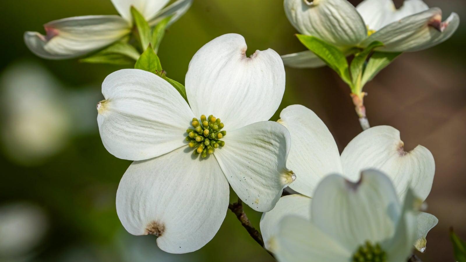 Cornus Florida 'rivendell Snowfall' Single Stem - View 12 from www redcrocus com