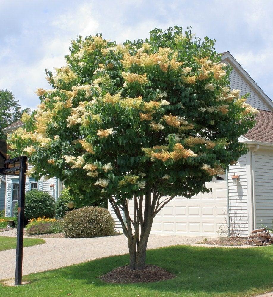 Syringa Reticulata 'ivory Pillar' - View 11 from www redcrocus com