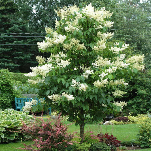 Syringa Reticulata 'ivory Pillar' - View 14 from www redcrocus com