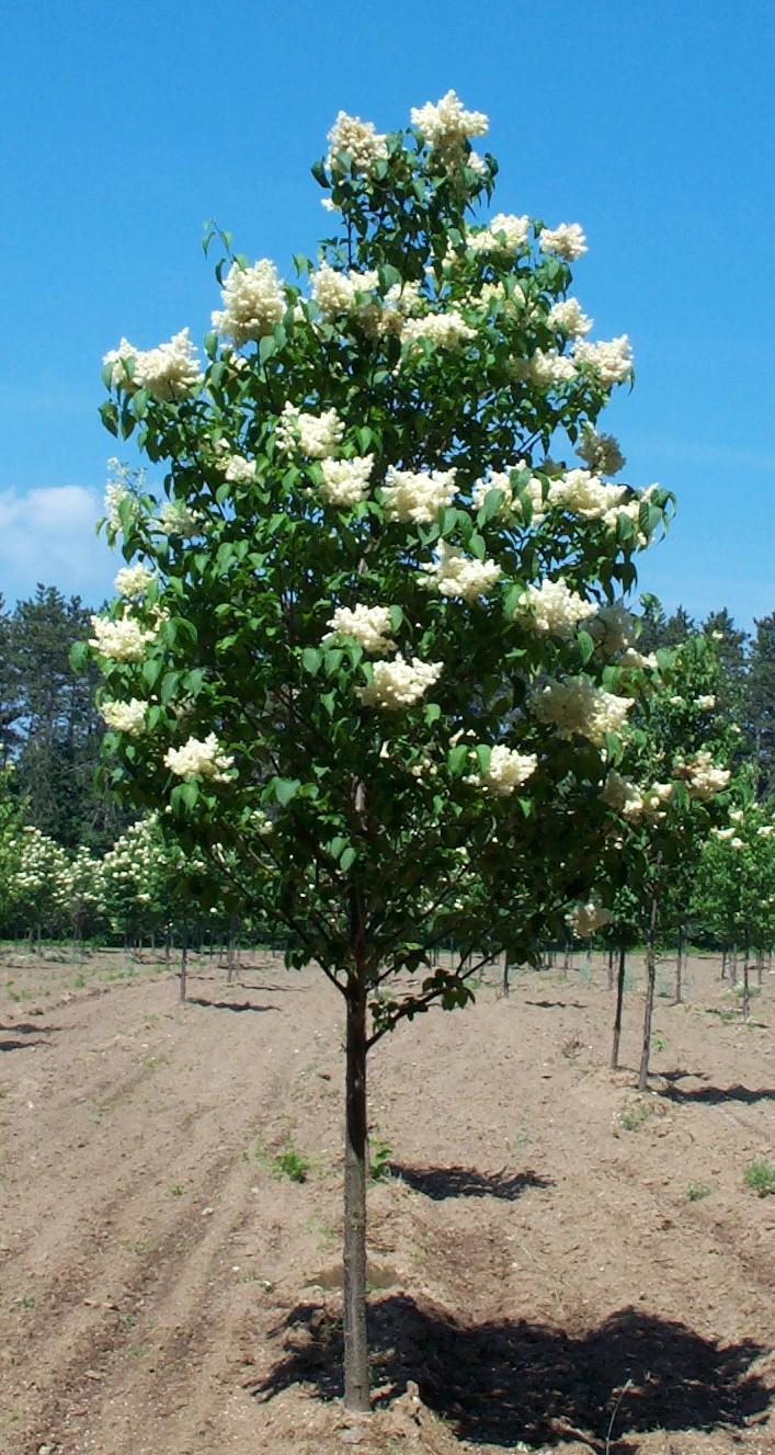 Syringa Reticulata 'ivory Pillar' - View 15 from www redcrocus com