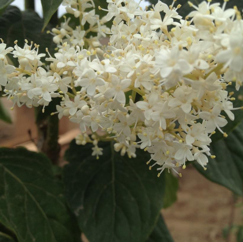 Syringa Reticulata 'ivory Pillar' - View 1 from www redcrocus com