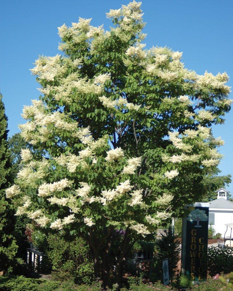 Syringa Reticulata 'ivory Pillar' - View 20 from www redcrocus com