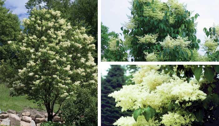Syringa Reticulata 'ivory Pillar' - View 25 from www redcrocus com