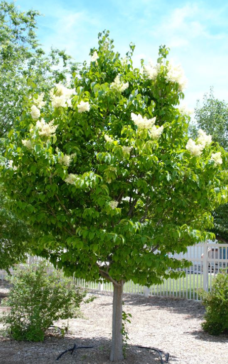 Syringa Reticulata 'ivory Pillar' - View 26 from www redcrocus com