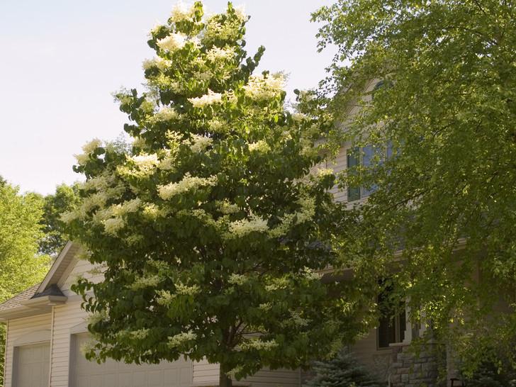 Syringa Reticulata 'ivory Pillar' - View 28 from www redcrocus com