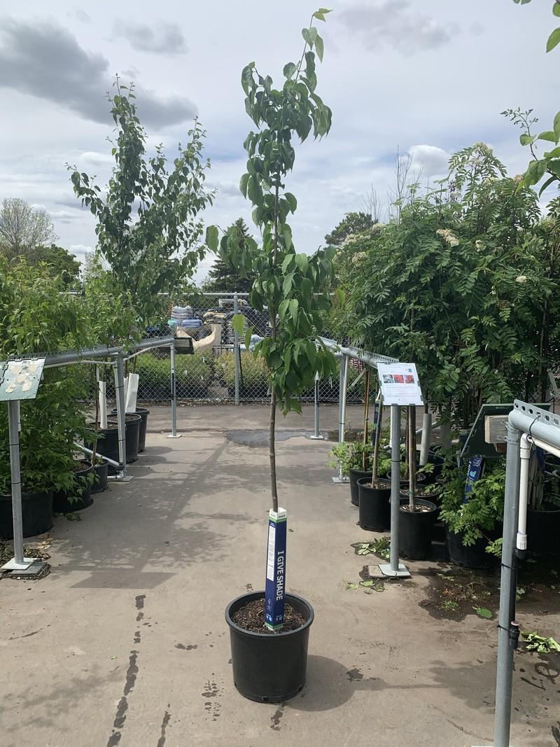 Syringa Reticulata 'ivory Pillar' - View 29 from www redcrocus com