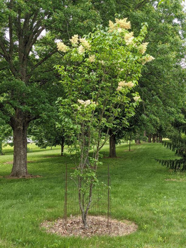 Syringa Reticulata 'ivory Pillar' - View 2 from www redcrocus com