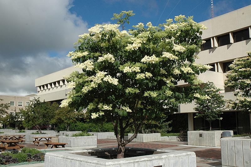 Syringa Reticulata 'ivory Pillar' - View 30 from www redcrocus com