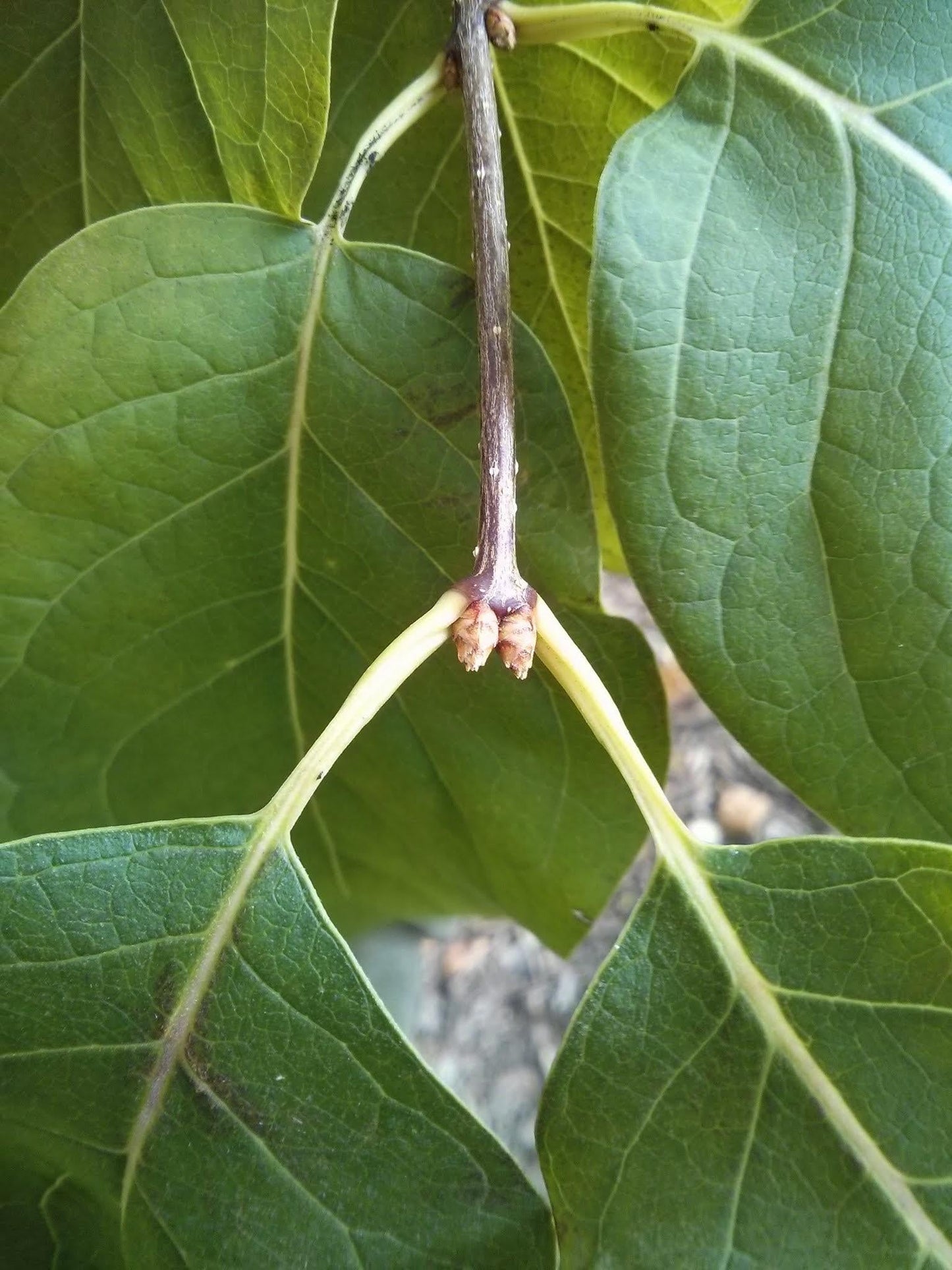 Syringa Reticulata 'ivory Pillar' - View 31 from www redcrocus com