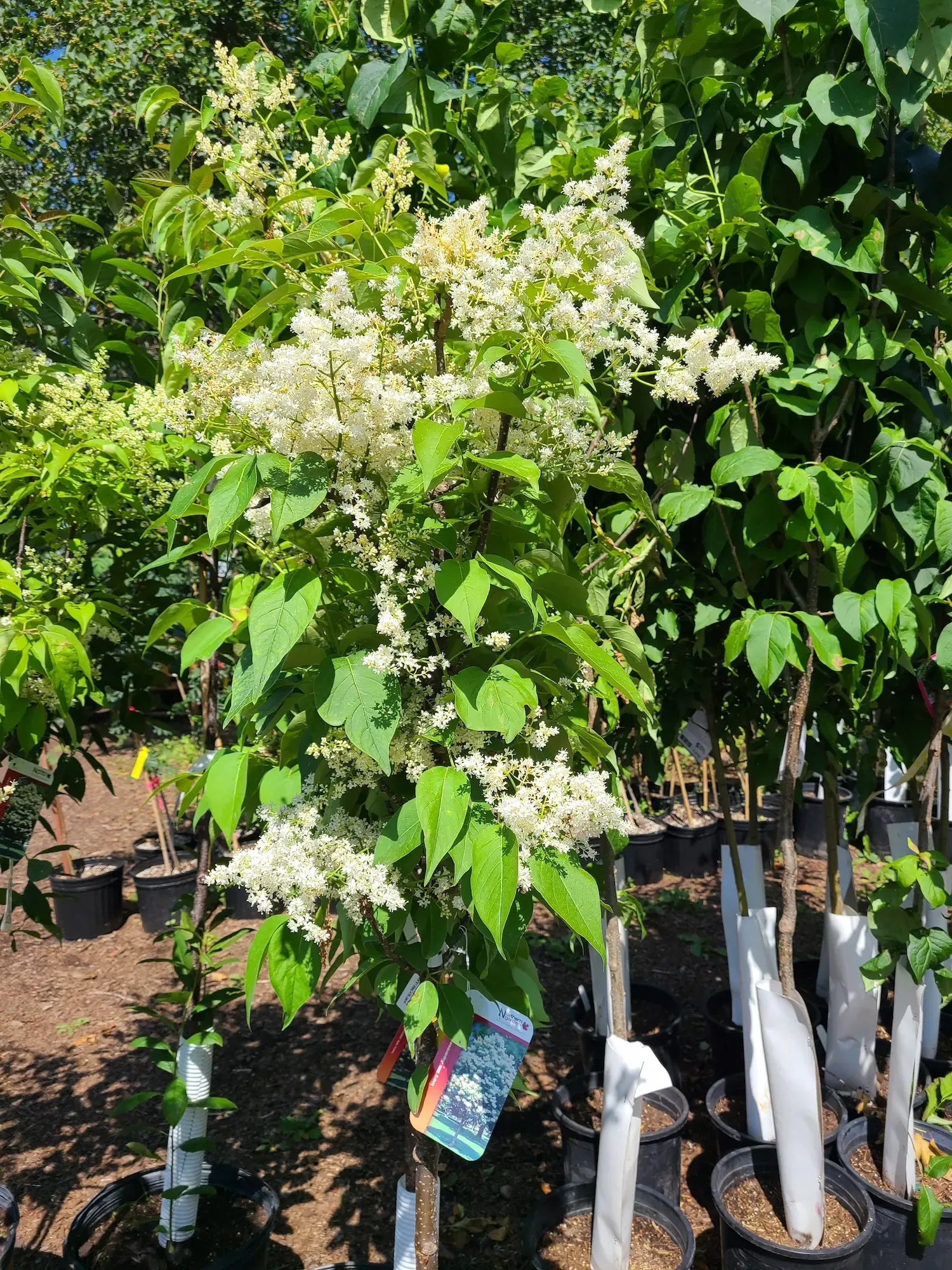 Syringa Reticulata 'ivory Pillar' - View 34 from www redcrocus com