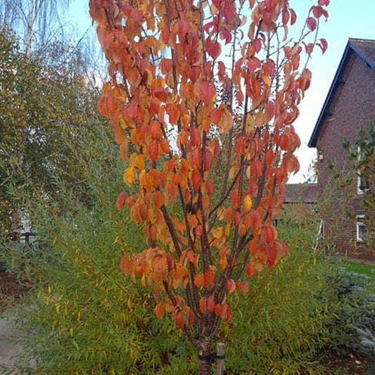 Prunus Sargentii 'rancho' - View 16 from www redcrocus com