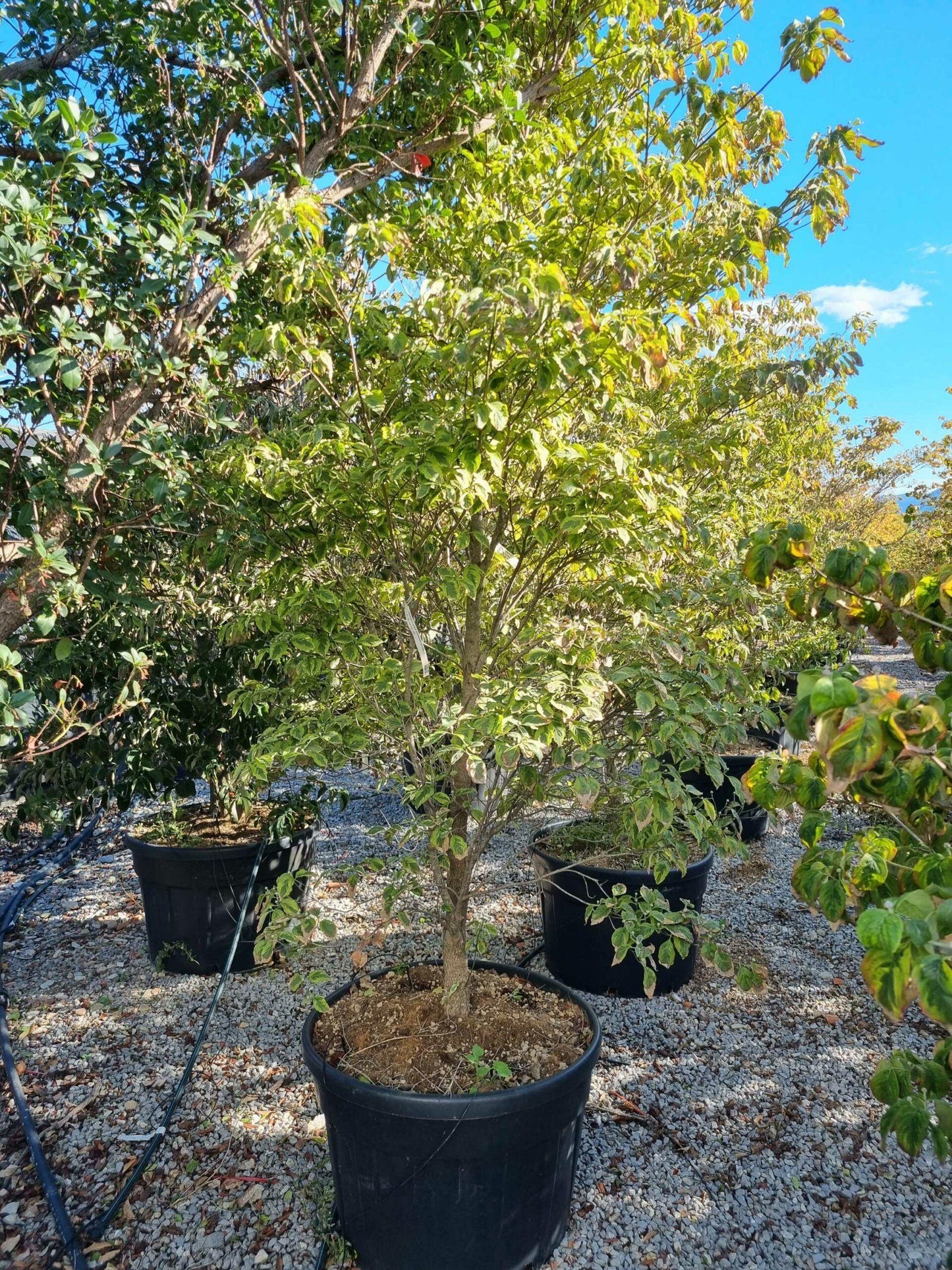 Cornus Florida 'cherokee Princess' Single Stem - View 10 from www redcrocus com