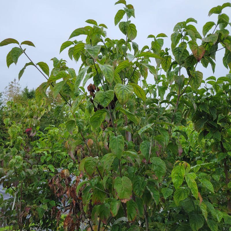 Cornus Florida 'cherokee Princess' Single Stem - View 13 from www redcrocus com