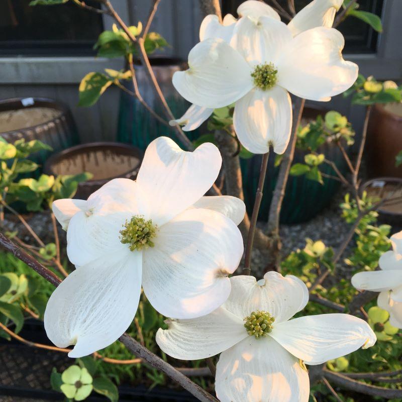 Cornus Florida 'cherokee Princess' Single Stem - View 14 from www redcrocus com