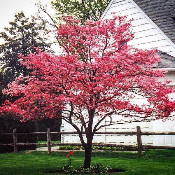 Cornus Florida 'cherokee Princess' Single Stem - View 17 from www redcrocus com