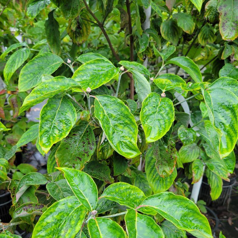 Cornus Florida 'cherokee Princess' Single Stem - View 19 from www redcrocus com