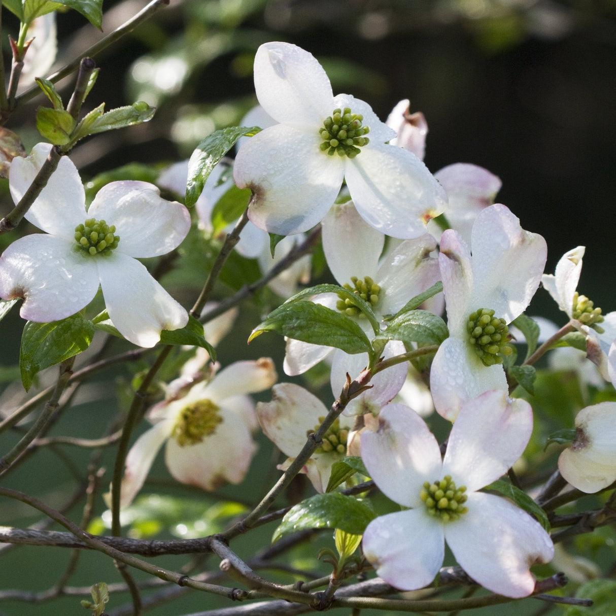 Cornus Florida 'cherokee Princess' Single Stem - View 23 from www redcrocus com