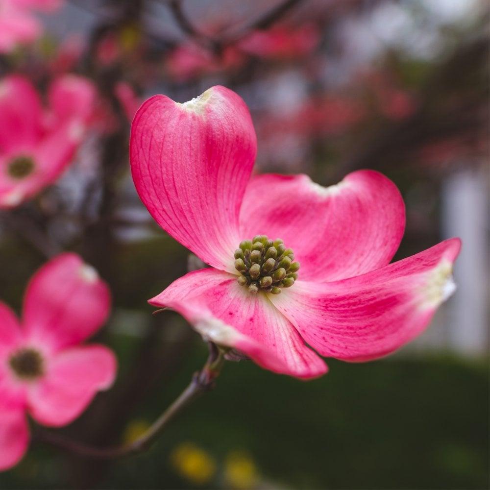Cornus Florida 'cherokee Princess' Single Stem - View 24 from www redcrocus com